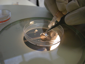 Servicio de Criopreservacion de Embriones de Raton (CNB-CSIC)