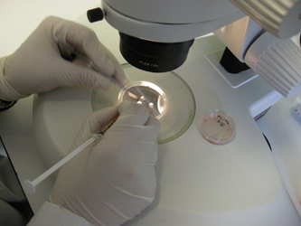 Mouse Embryo Cryopreservation Facility (CNB-CSIC)