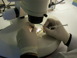 Mouse Embryo Cryopreservation Facility (CNB-CSIC)