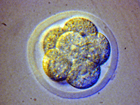 Servicio de Criopreservacion de Embriones de Raton (CNB-CSIC)