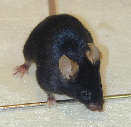 A C57BL/6 mouse